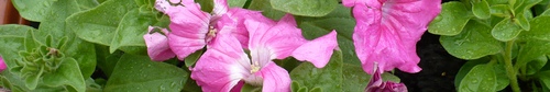 kielce poradnik Wkrótce „zakwitną balkony” – jakie rośliny kupują kielczanie?
