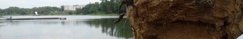 kielce wiadomości Bobry prowadzą wycinkę drzew przy kieleckim zalewie (zdjęcia) 