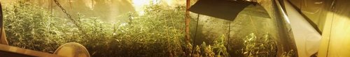 kielce wiadomości Kielczanin założył na strychu plantację marihuany (video)