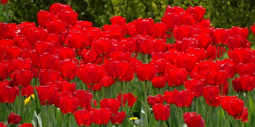 kielce wiadomości Za kradzione tulipany grozi im 5 lat 