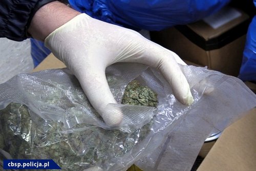 kielce wiadomości Funkcjonariusze CBŚP przejęli 70 kg marihuany 
