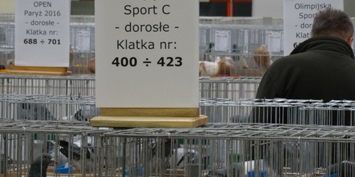 kielce wiadomości Przez ptasią grypę odwołano wystawę gołębi w Targach Kielce