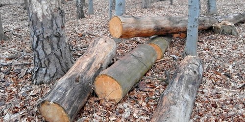 kielce wiadomości Na terenie rezerwatu Karczówka trwa wycinka drzew (ZDJĘCIA) 