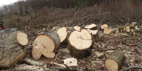kielce wiadomości W Kielcach trwa wielka masakra drzew (ZDJĘCIA,WIDEO) 